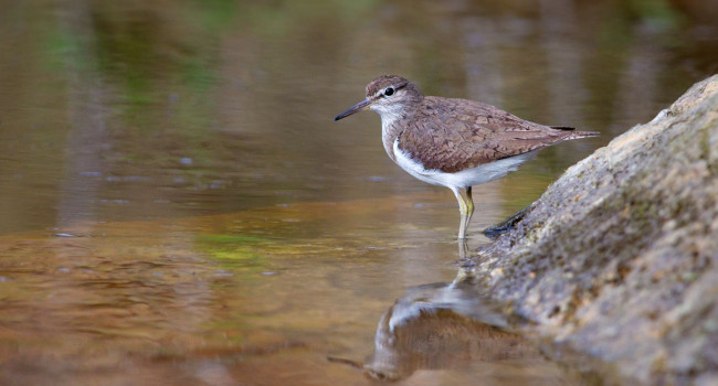 Common Sanpiper, Edmund Fellowes bto-2019-b11-edmund-fellowes-1823_2_original_2.jpg