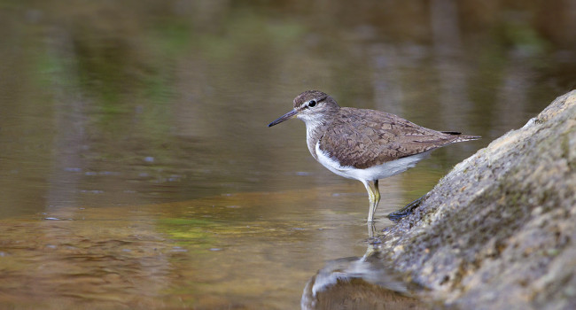 Common Sandpiper, Edmund Fellowes bto-2019-b11-edmund-fellowes-1823_2_web.jpg