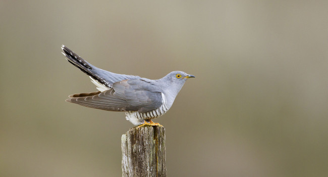 Cuckoo, Edmund Fellowes bto-2019-b11-edmund-fellowes-1908_2_web.jpg