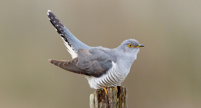 Cuckoo. Edmund Fellowes / BTO Cuckoo.