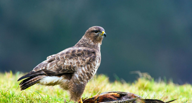 Buzzard. Dave M Hunt (adobe stock) Buzzard. Dave M Hunt (adobe stock)