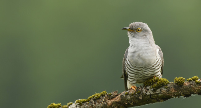 Cuckoo. Canva Pro Cuckoo. Canva Pro