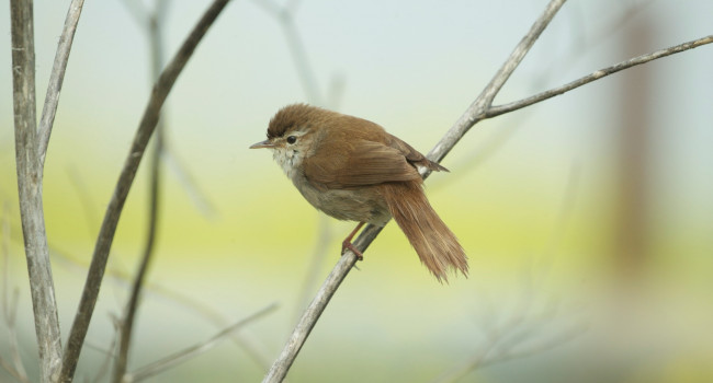 Cetti's Warbler. Tony Cox