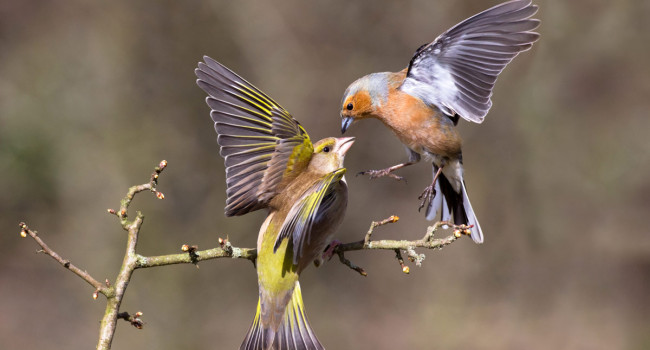 Chaffinch and Greenfinch. Edmund Fellowes