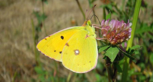 Clouded Yellow. Scott Mayson Clouded Yellow. Scott Mayson
