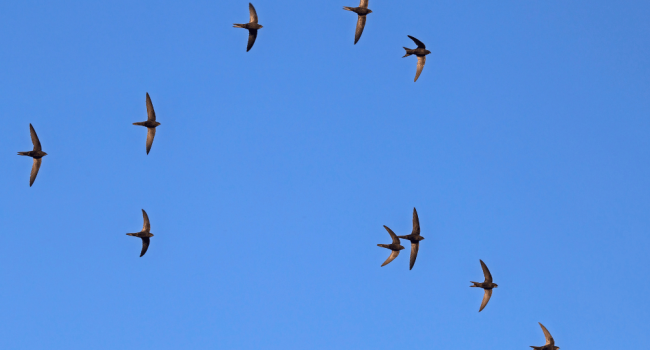 Swift (Canva) Common Swift.