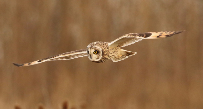 Short-eared Owl. Frank Gardner Short-eared Owl. Frank Gardner