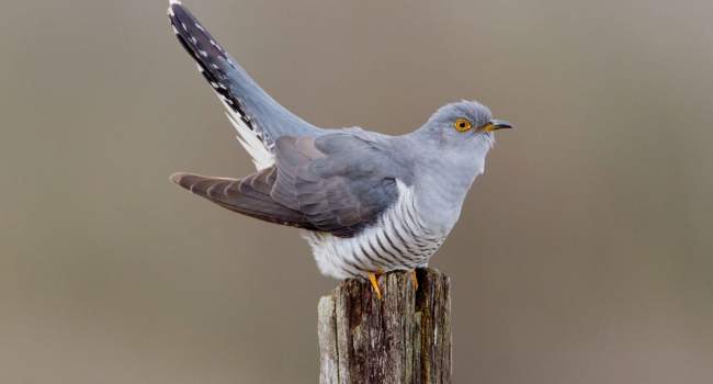 Cuckoo by Edmund Fellowes
