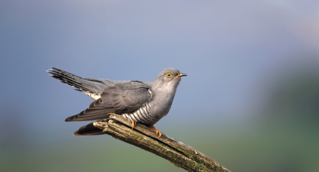 Cuckoo. Edmund Fellowes / BTO Cuckoo. Edmund Fellowes / BTO