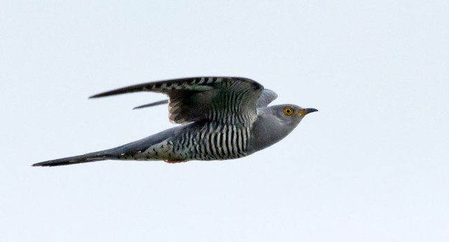 Cuckoo in flight. Colin Brown