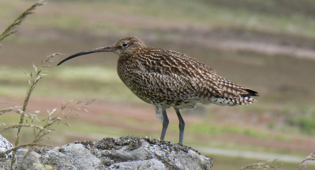 Curlew. Annie Shadrake Curlew. Annie Shadrake