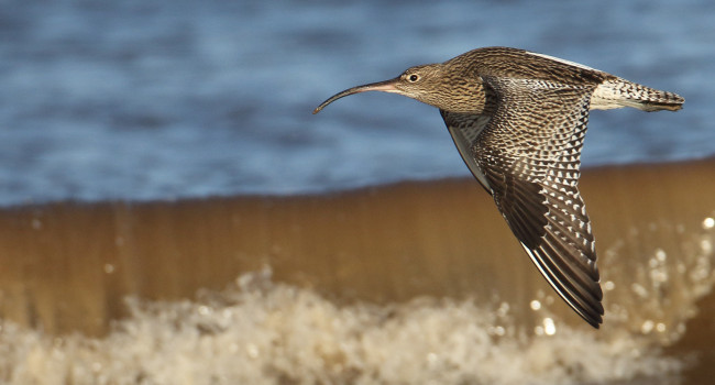 Curlew. Liz Cutting Curlew. Liz Cutting
