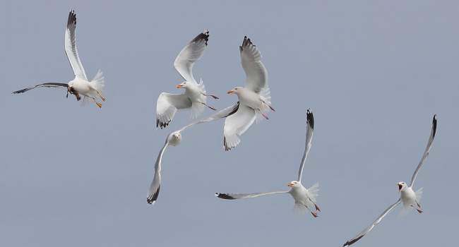 Gulls, photograph by David Williams.jpg Gulls, photograph by David Williams.jpg