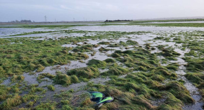Dead Barnacle Goose spray painted Dead Barnacle Goose spray painted