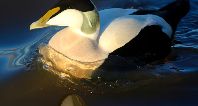 Eider. Tom Cadwallender / BTO Eider. Tom Cadwallender / BTO