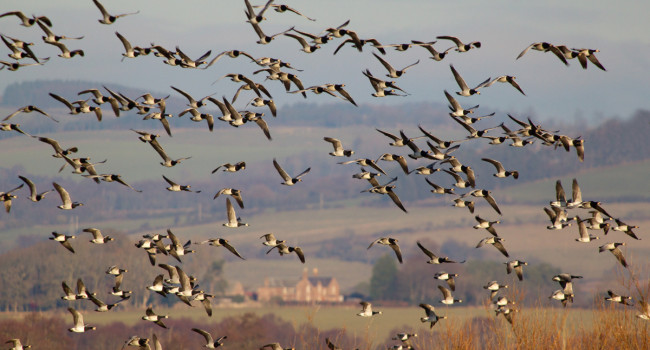 Barnacle Geese by Edmund Fellowes Barnacle Geese by Edmund Fellowes
