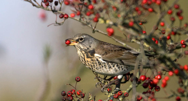 Fieldfare. Liz Cutting Fieldfare. Liz Cutting