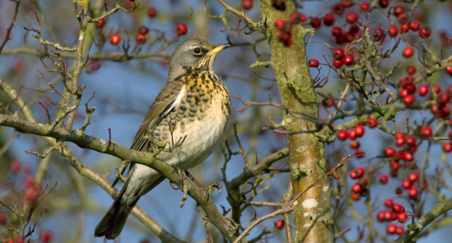 Fieldfare. Liz Cutting / BTO Fieldfare. Liz Cutting / BTO
