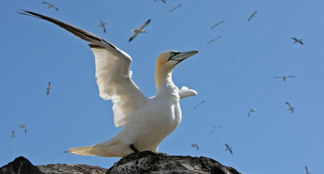 Gannets. Jill Pakenham.