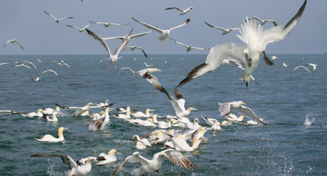 Gannets and Herring Gulls foraging at sea. Edmund Fellowes / BTO Gannets and Herring Gulls foraging at sea.