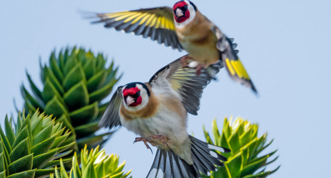 Goldfinches. Philip Croft / BTO Goldfinches. Philip Croft / BTO