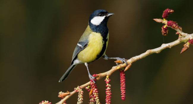 Great Tit, Liz Cutting great_tit_liz_cutting_2.jpg