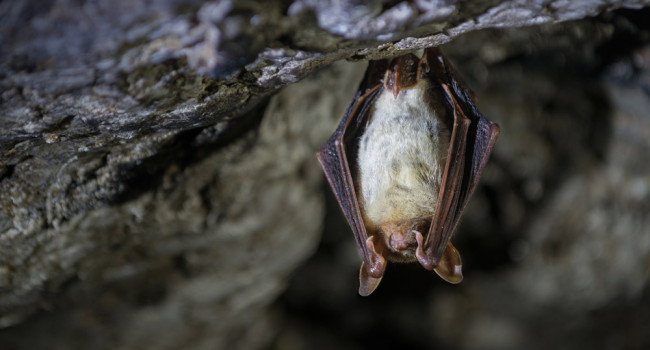 Greater Mouse-eared Bat. Sergey Ryzhkov / stock.adobe.com Greater Mouse-eared Bat. Sergey Ryzhkov / stock.adobe.com