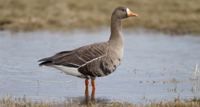 Greenland White-fronted Goose. Edmund Fellowes / BTO Greenland White-fronted Goose. Edmund Fellowes / BTO