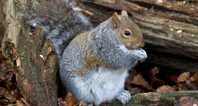 Grey Squirrel. John Harding / BTO Grey Squirrel. John Harding / BTO