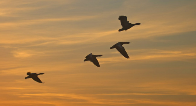 Greylag Geese at Sunset. Solar 760 Greylag Geese at Sunset. Solar 760