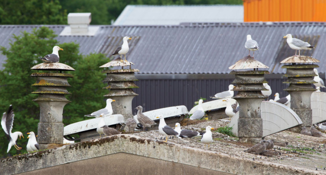 Herring Gulls and Lesser Black-backed Gulls nesting inland. Edmund Fellowes Herring Gulls and Lesser Black-backed Gulls nesting inland. Edmund Fellowes