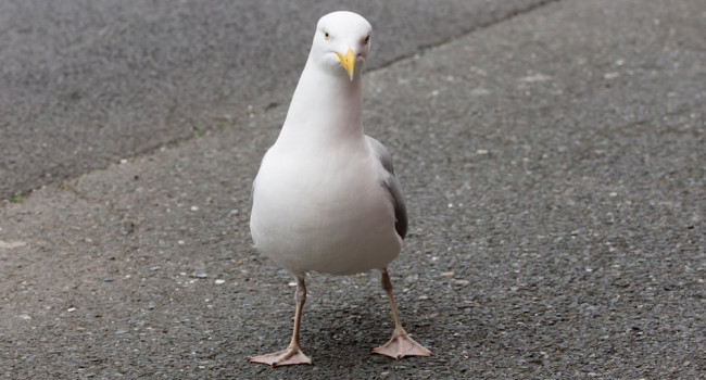 Herring Gull, by Edmund Fellowes / BTO