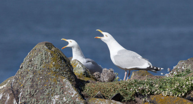 Herring Gulls with chicks. Edmund Fellowes