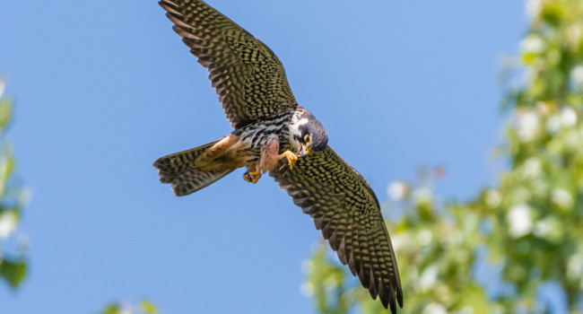 Hobby. Philip Croft / BTO Hobby.