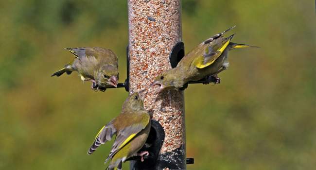 Greenfinches, by Jill Pakenham