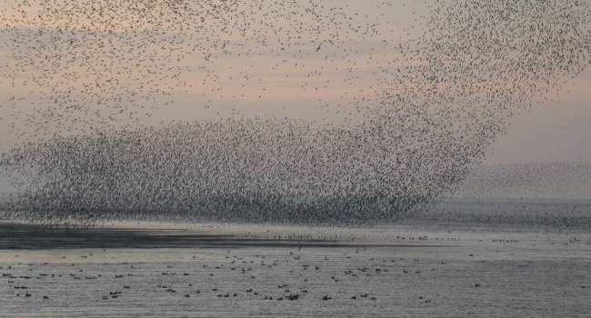 Knot flock by Dawn Balmer Knot flock by Dawn Balmer