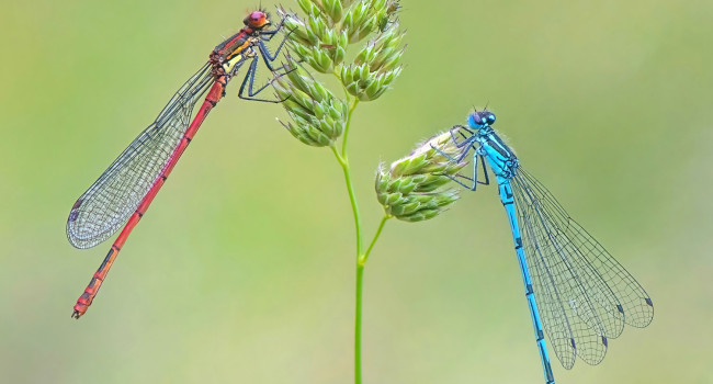 Large Red and Azure Damselflies. Tony / stock.adobe.com Large Red and Azure Damselflies. Tony / stock.adobe.com