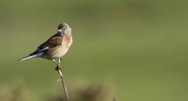 Linnet. By John Harding. Linnet. By John Harding.