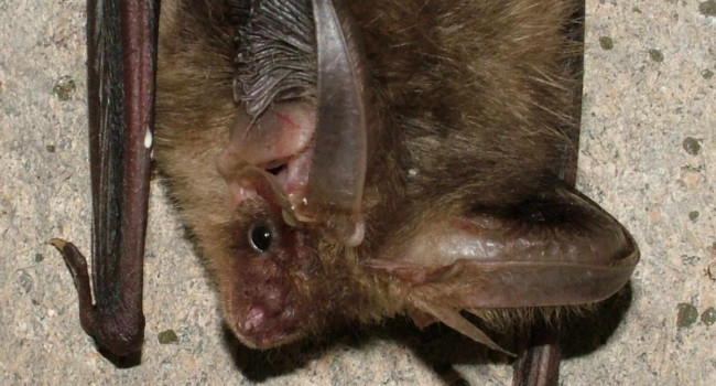 Long-eared Bat. Jez Blackburn Long-eared Bat. Jez Blackburn