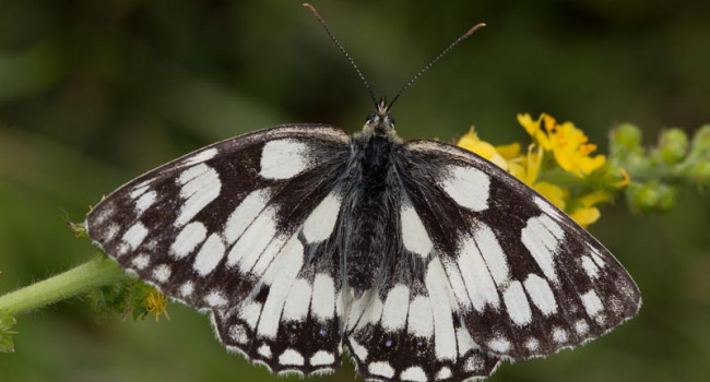 Marbled White. Liz Cutting Marbled White. Liz Cutting
