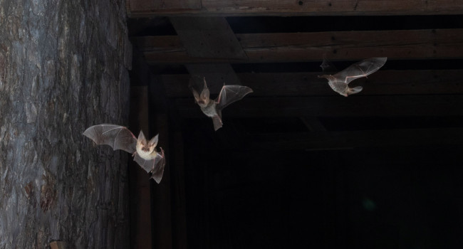 Mediterranean Long-eared Bats by Chris Damant, Bernwood Ecology Mediterranean Long-eared Bats in the Abbots room of the monastery on Lokrum Island, Croatia.