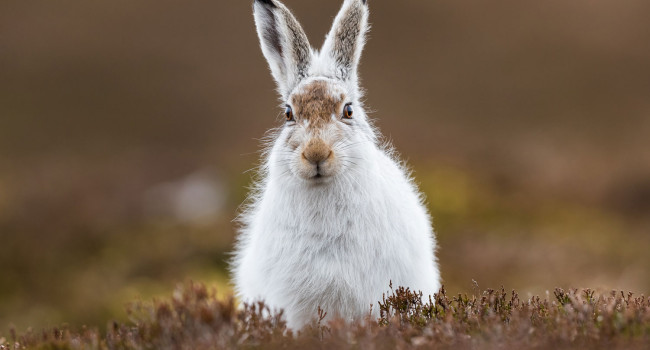 Mountain Hare. Andy Howard Mountain Hare. Andy Howard