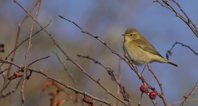 Chiffchaff, Scott Mayson p1310095_web.jpg