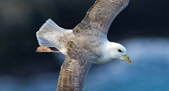 Northern Ireland Seabird Report Cover 2022 Northern Ireland Seabird Report Cover 2022