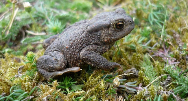 Common Toad. Moss Taylor Common Toad. Moss Taylor
