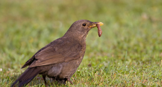 Blackbird with earthworm, by Liz Cutting / BTO Blackbird with earthworm, by Liz Cutting / BTO