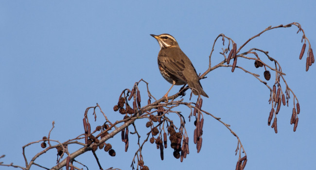Redwing. Liz Cutting Redwing. Liz Cutting