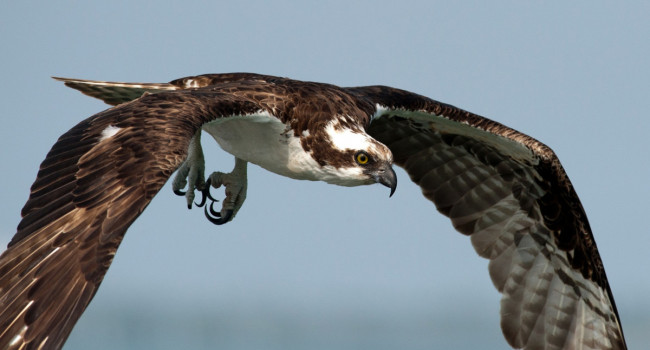Osprey. Sarah Kelman / BTO Osprey. Sarah Kelman / BTO