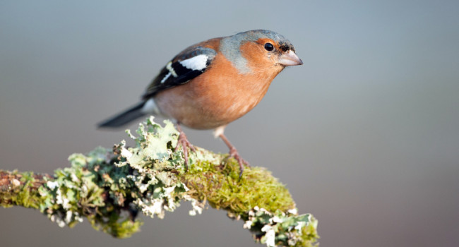 Chaffinch by Sarah Kelman / BTO Chaffinch by Sarah Kelman / BTO