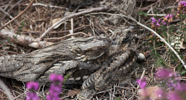 Nightjars, Allan Drewitt